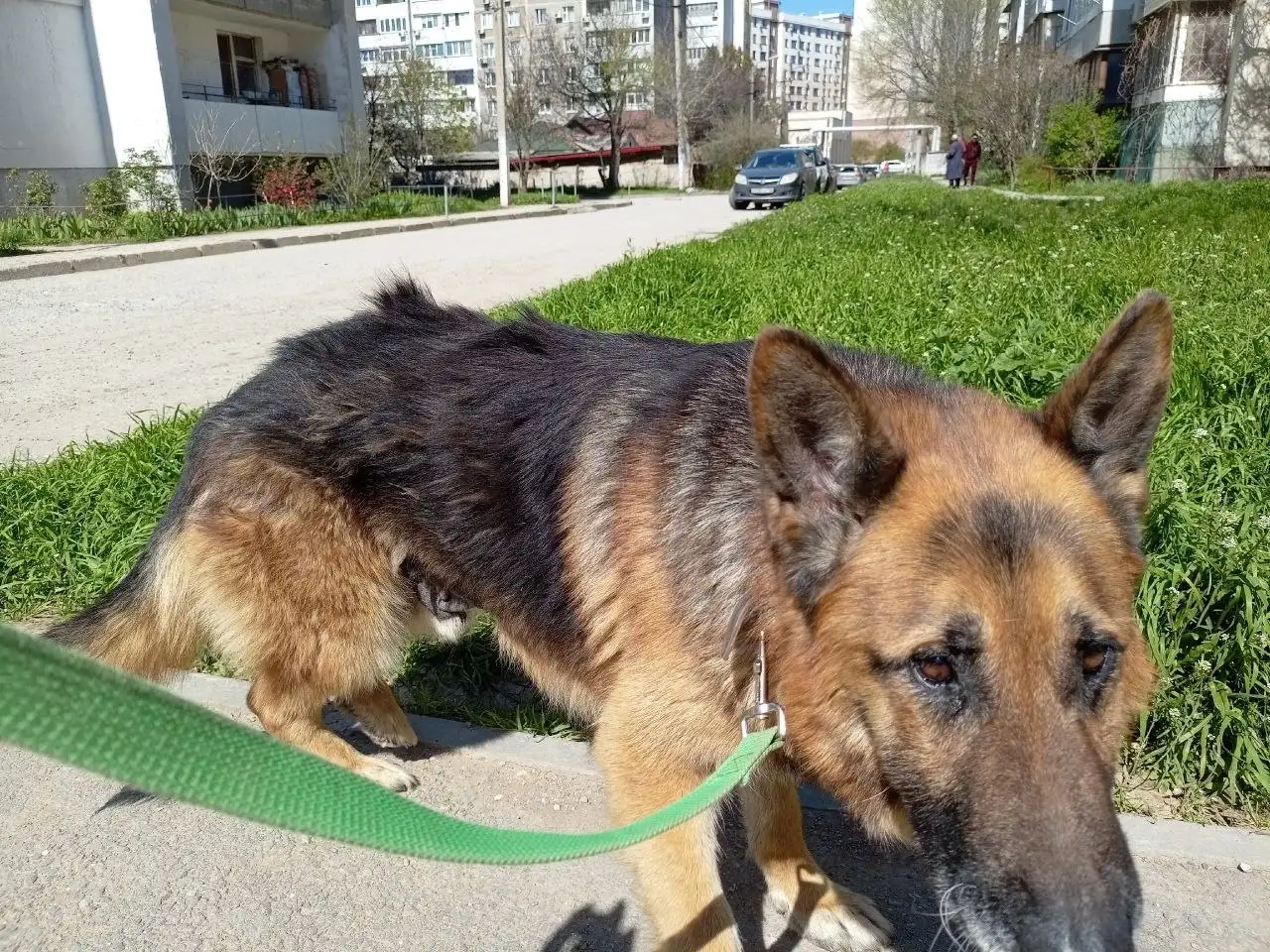 Найдены две немецкие овчарки в Крыму - Собаки (Животные) в Симферополь