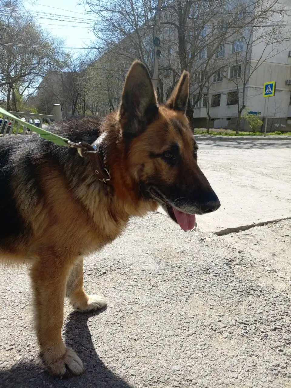 Найдены две немецкие овчарки в Крыму - Собаки (Животные) в Симферополь
