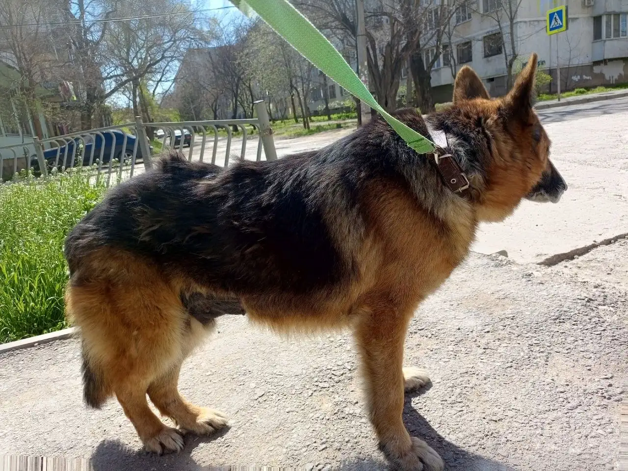 Найдены две немецкие овчарки в Крыму - Собаки (Животные) в Симферополь