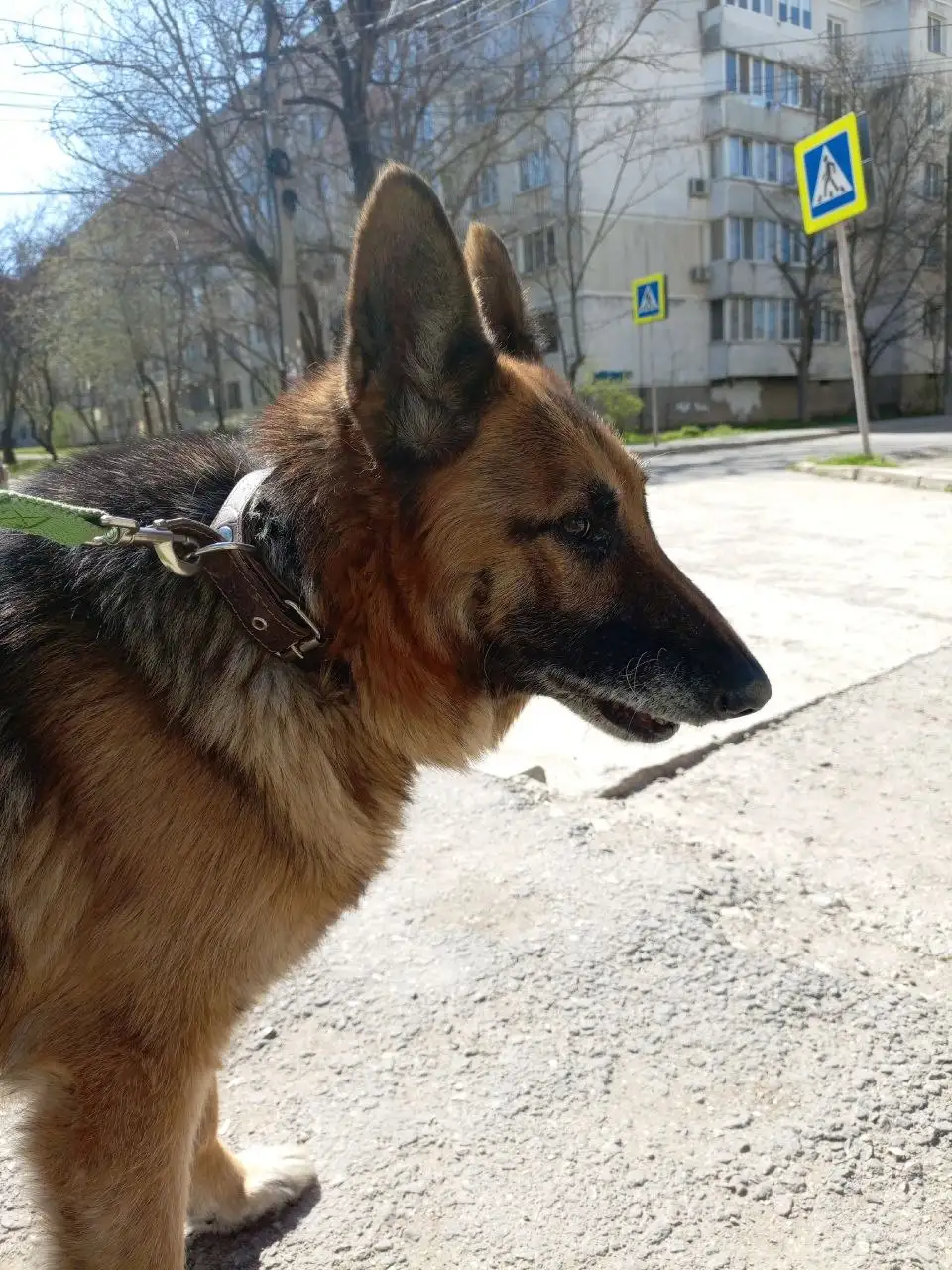 Найдены две немецкие овчарки в Крыму - Собаки (Животные) в Симферополь