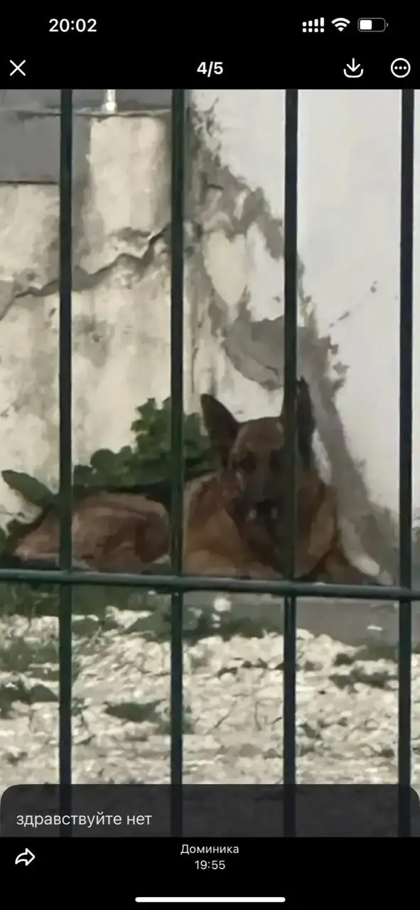 Найдены две немецкие овчарки в Крыму - Собаки (Животные) в Симферополь