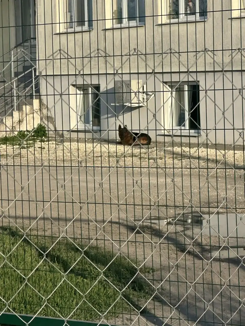 Найдены две немецкие овчарки в Крыму - Собаки (Животные) в Симферополь