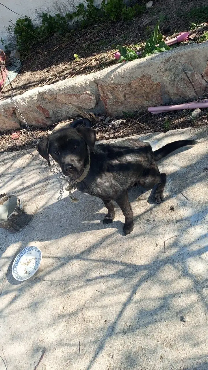 Собака в беду нуждается в помощи - Собаки (Животные) в Симферополь