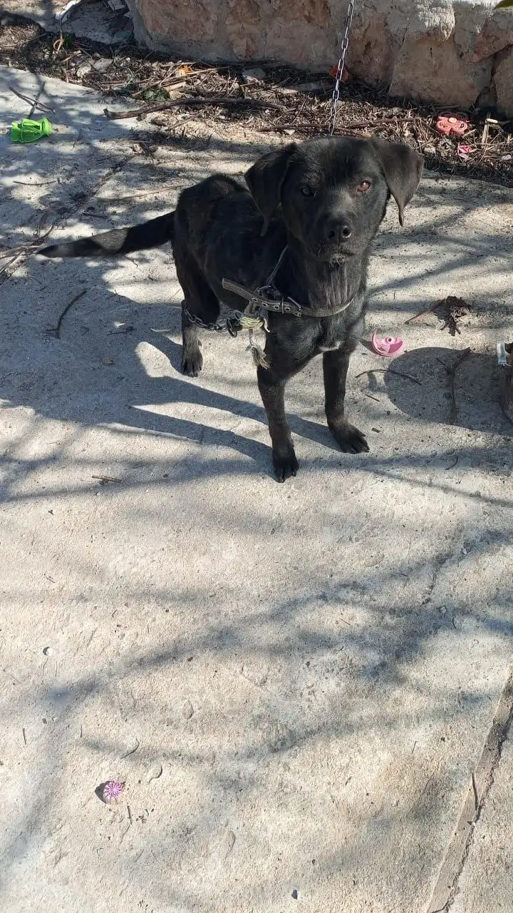 Собака в беду нуждается в помощи - Собаки (Животные) в Симферополь