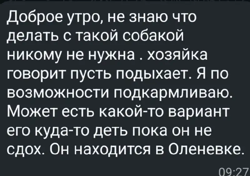 Собака в беду нуждается в помощи - Собаки (Животные) в Симферополь