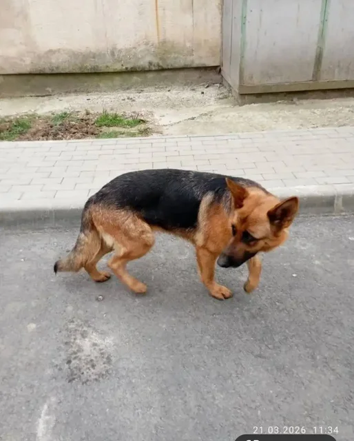 Пропала собака немецкая овчарка Нора - Рептилии и амфибии в Симферополь