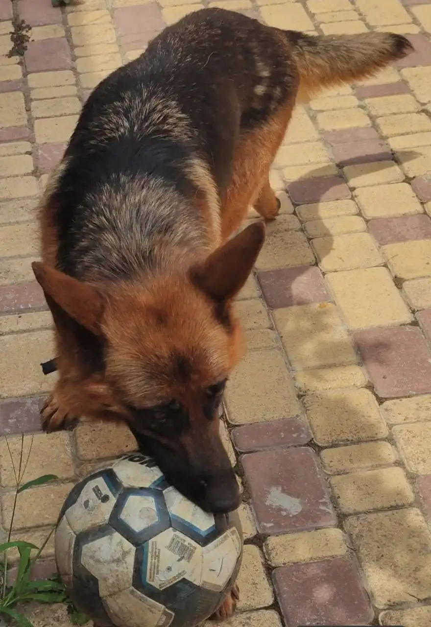 Пропала собака немецкая овчарка Нора - Собаки (Животные) в Симферополь