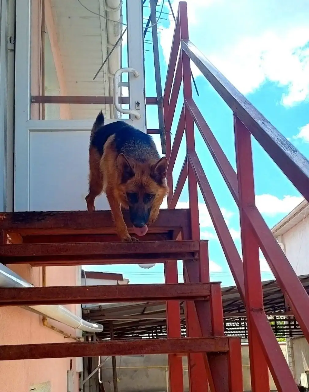 Пропала собака немецкая овчарка Нора - Собаки (Животные) в Симферополь