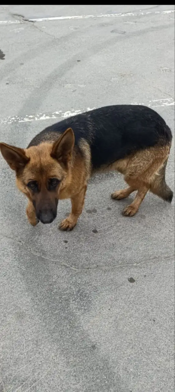 Пропала собака немецкая овчарка Нора - Собаки (Животные) в Симферополь