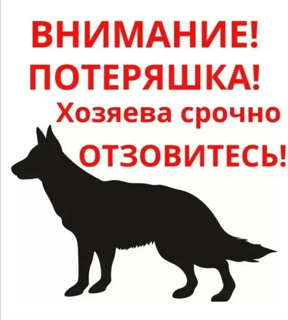 Найдена овчарка в Каменке - Собаки в Каменка