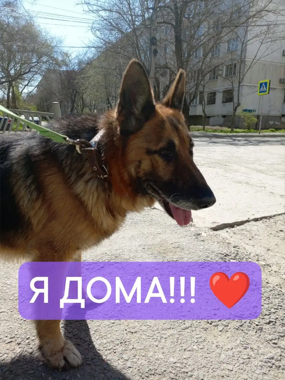 История спасения собаки Чопа в Симферополе - Животные в Симферополь