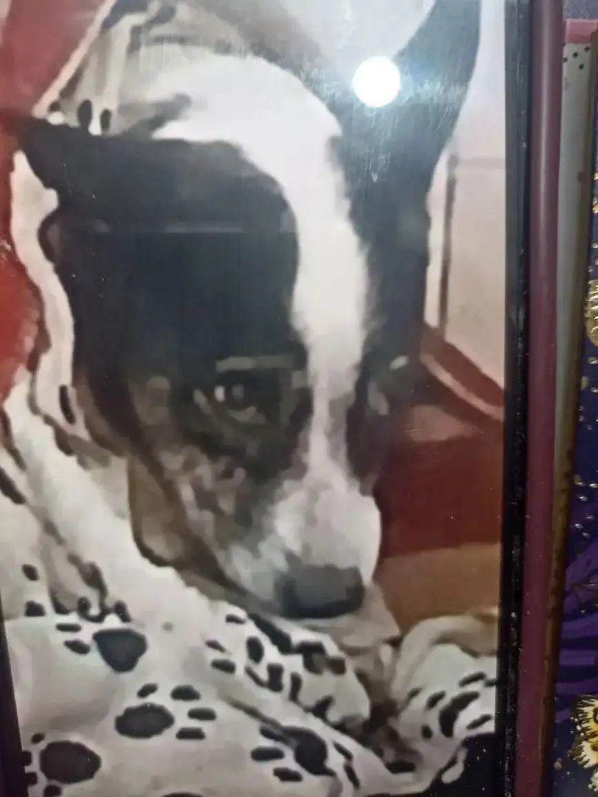 Пропала собачка в Симферополе - Пропажа (Животные) в Симферополь