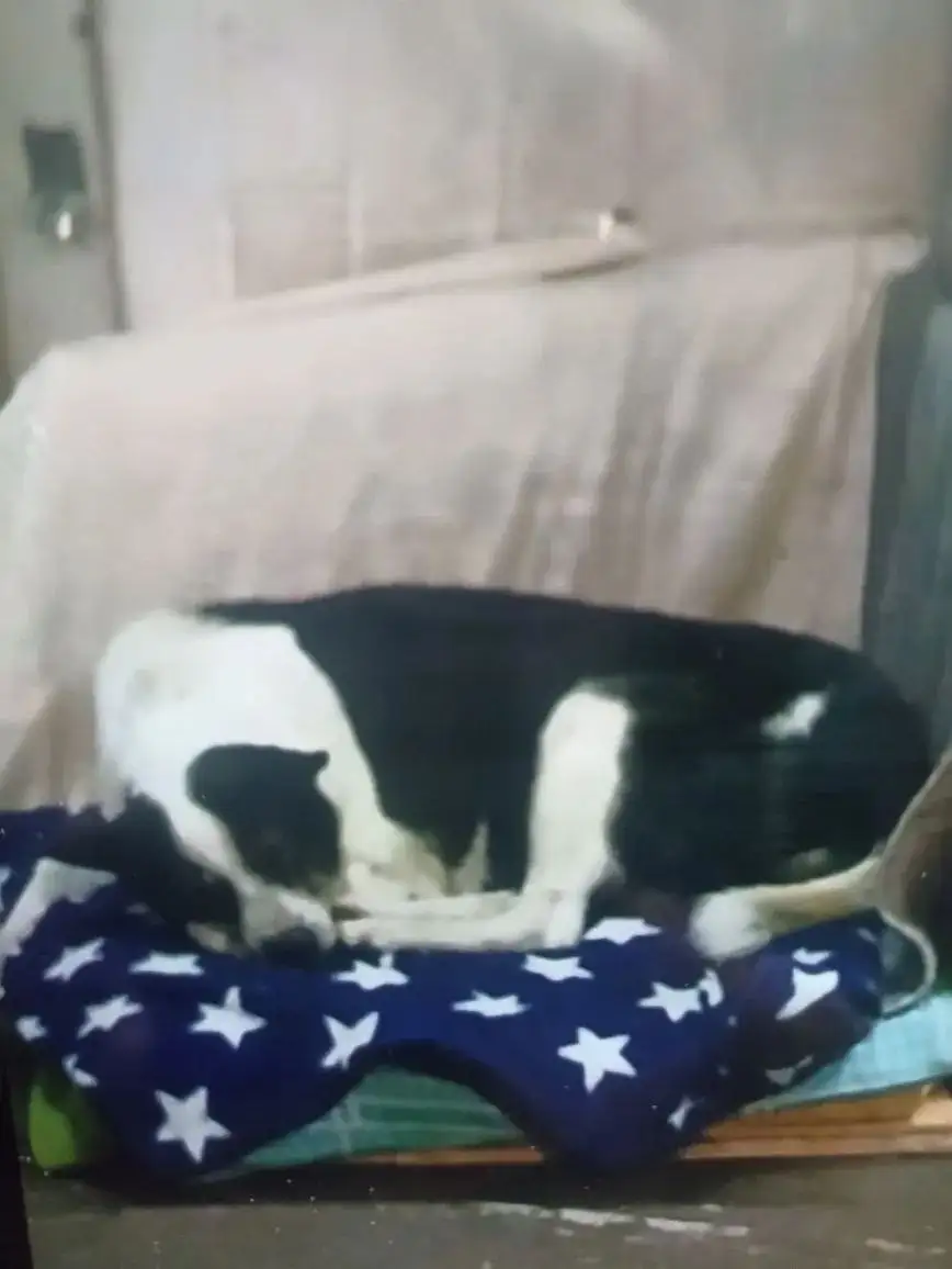 Пропала собачка в Симферополе - Пропажа (Животные) в Симферополь