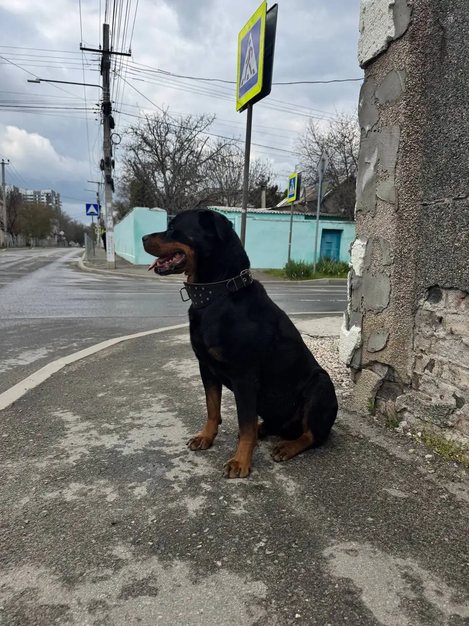 Потерявшийся ротвейлер в Симферополе - Потерянные/найденные животные (Животные) в Симферополь