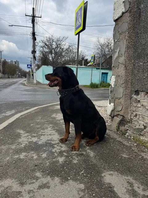 Потерявшийся ротвейлер в Симферополе - частное объявление в Симферополь