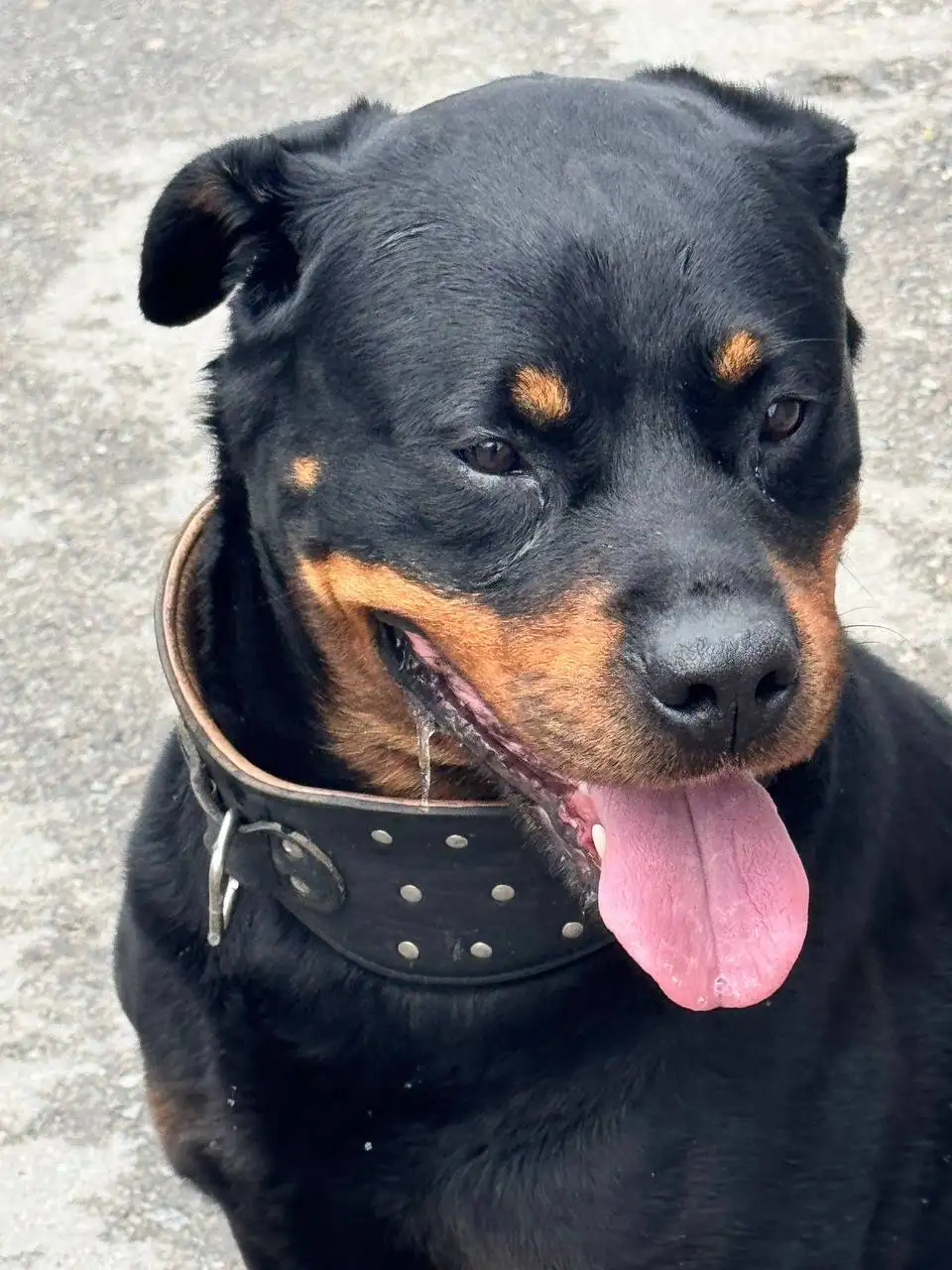 Потерявшийся ротвейлер в Симферополе - Потерянные/найденные животные (Животные) в Симферополь