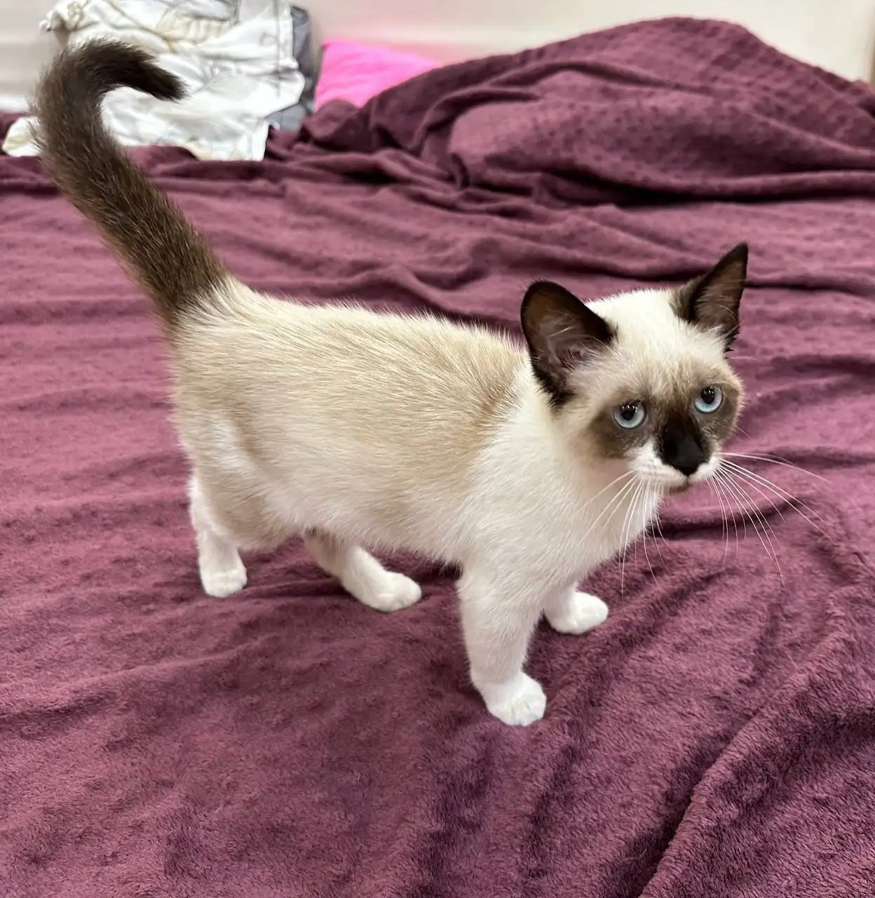 Пропала кошка Лиса в Старом городе Симферополя - Кошки (Животные) в Симферополь