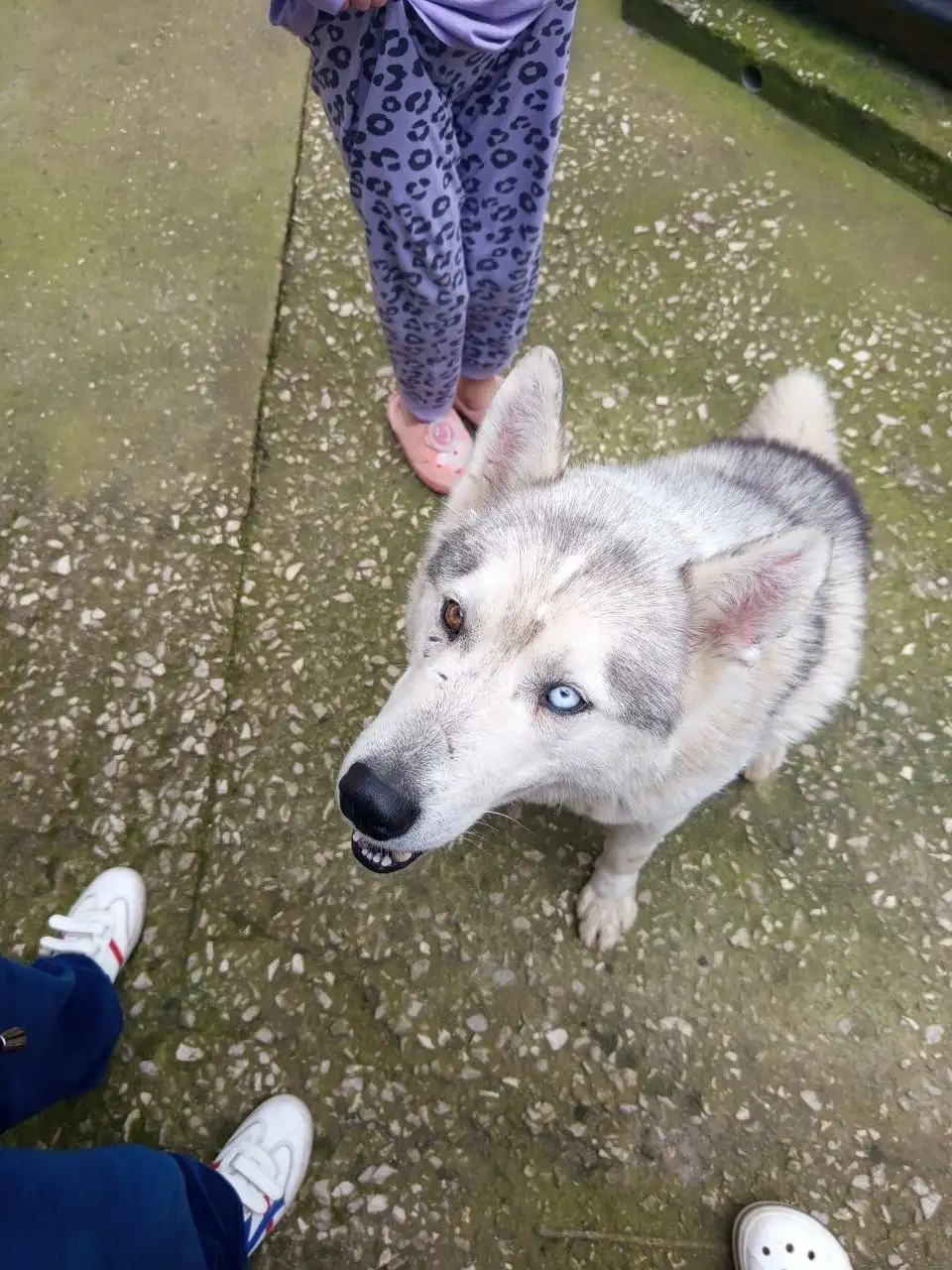 Найден хаски в Симферополе - Собаки (Животные) в Симферополь