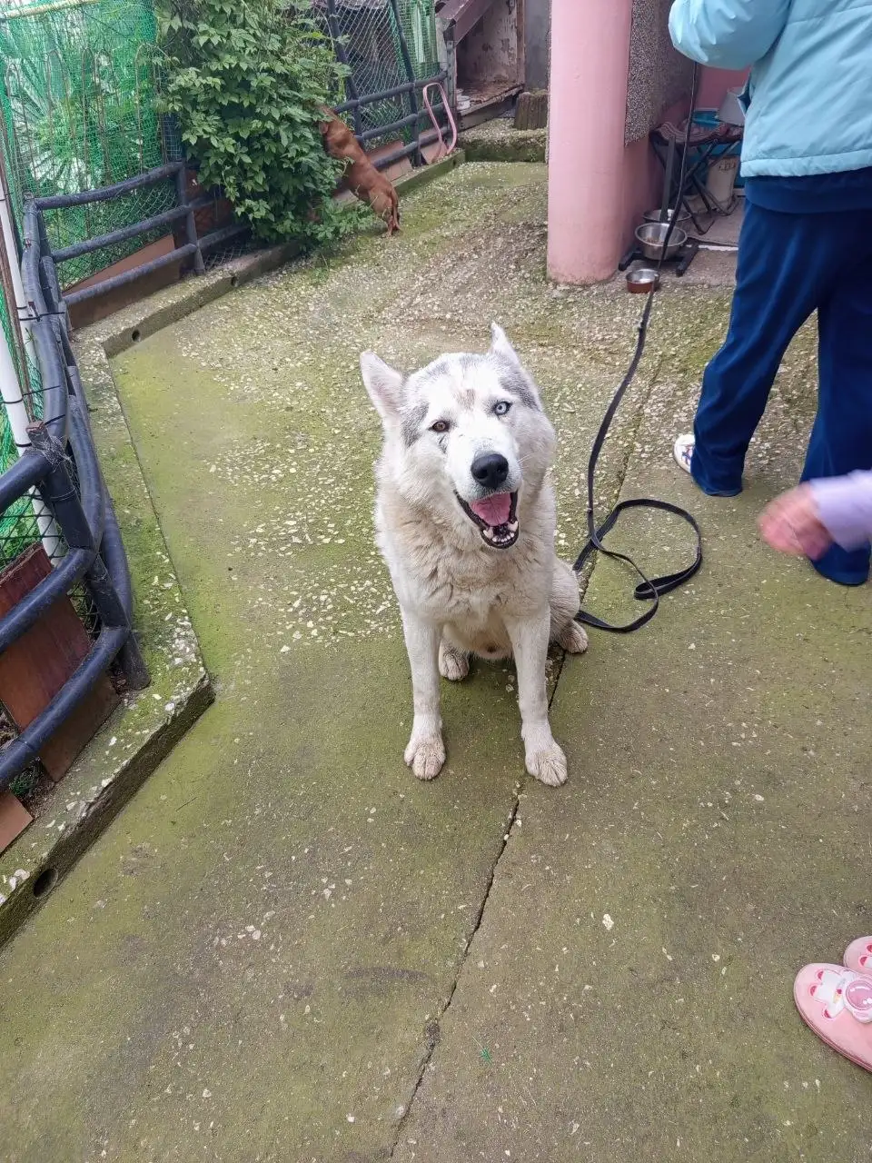 Найден хаски в Симферополе - Собаки (Животные) в Симферополь