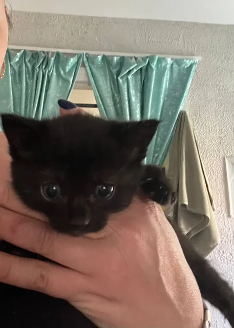 Котенок ищет хозяина - частное объявление в Симферополь