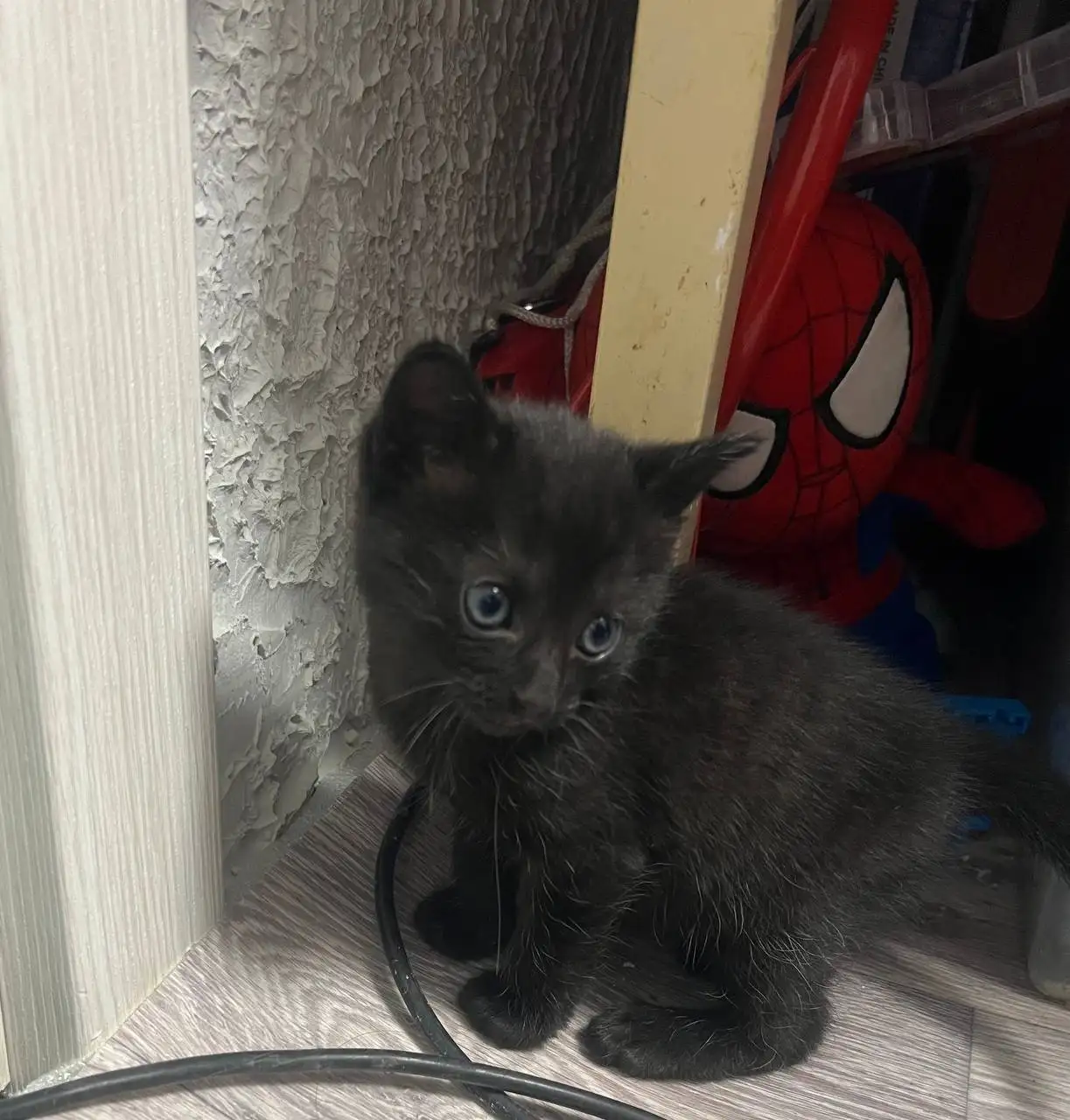 Котенок ищет хозяина - Кошки (Животные) в Симферополь