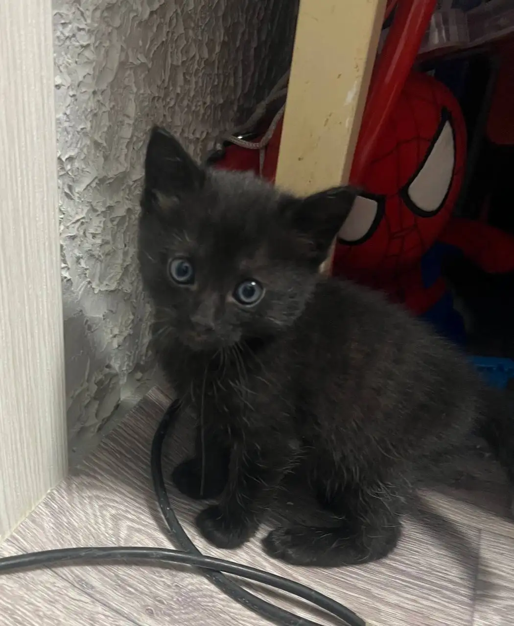 Котенок ищет хозяина - Кошки (Животные) в Симферополь