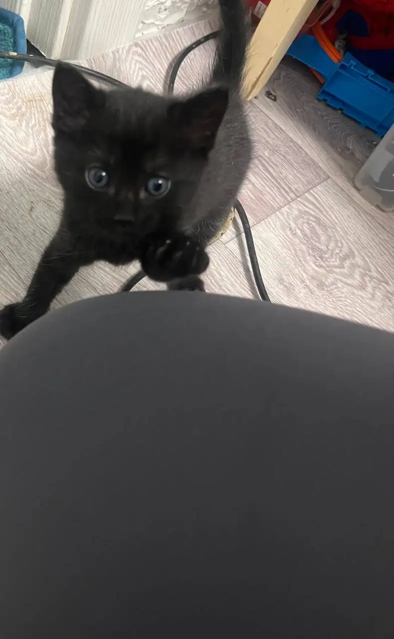 Котенок ищет хозяина - Кошки (Животные) в Симферополь