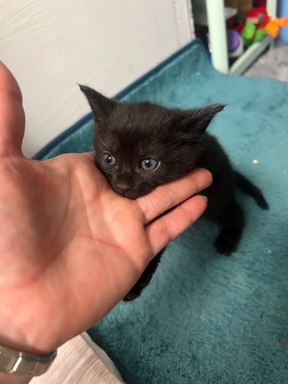 Котенок ищет хозяина - Кошки (Животные) в Симферополь