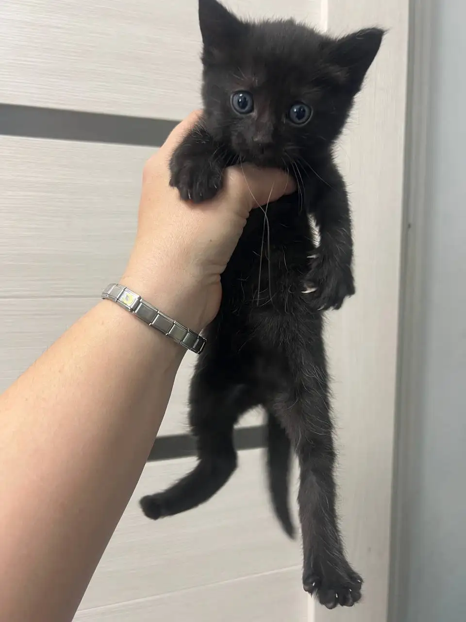 Котенок ищет хозяина - Кошки (Животные) в Симферополь