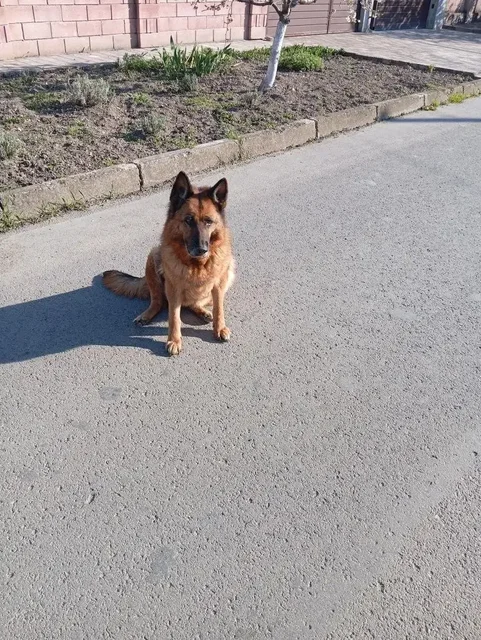 Чья овчарка в Симферополе - частное объявление в Симферополь