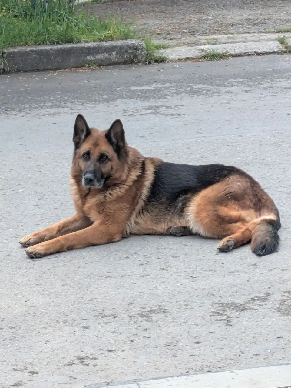 Чья овчарка в Симферополе - Собаки (Животные) в Симферополь