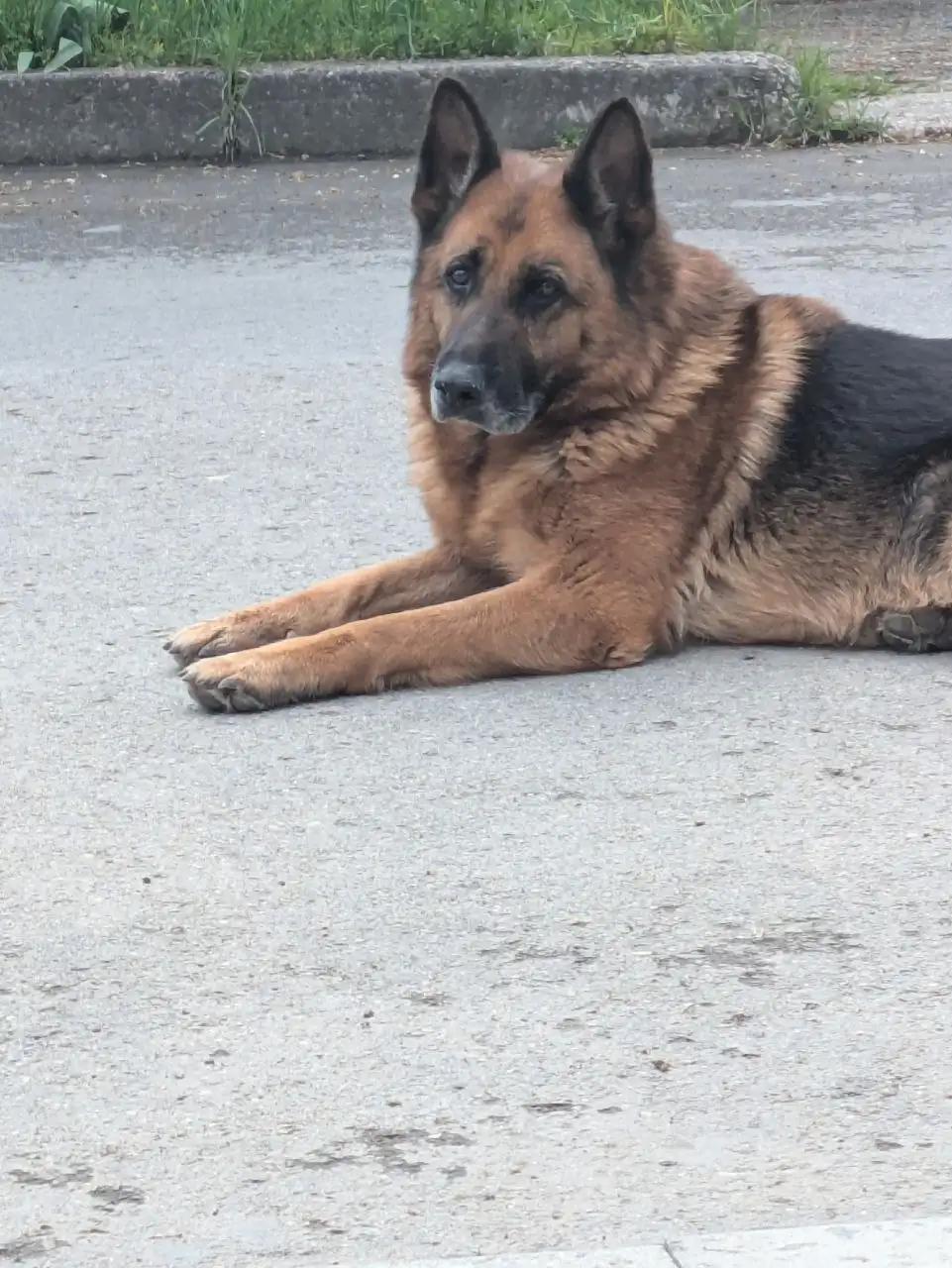 Чья овчарка в Симферополе - Собаки (Животные) в Симферополь