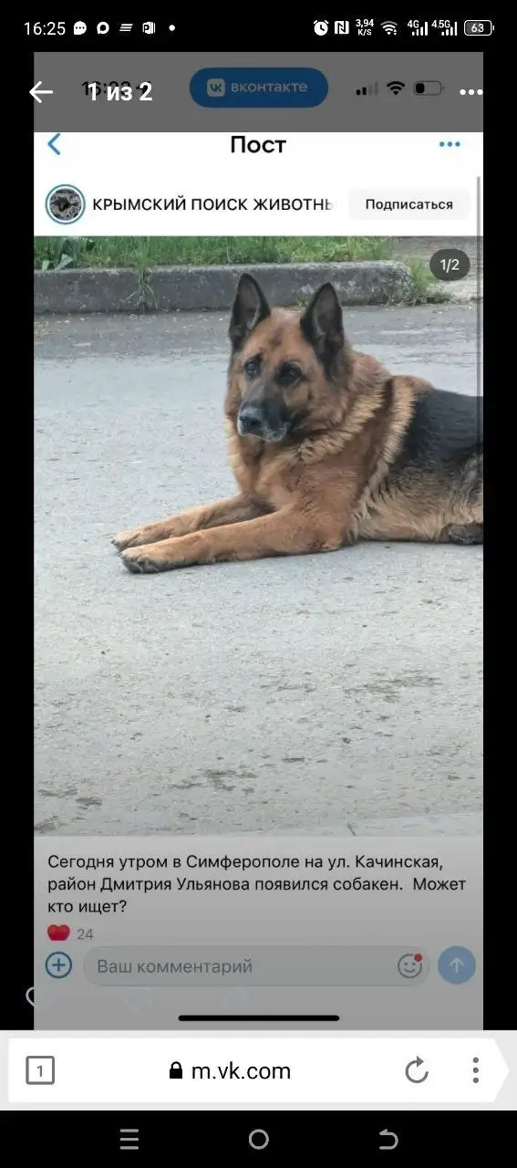 Чья овчарка в Симферополе - Собаки (Животные) в Симферополь