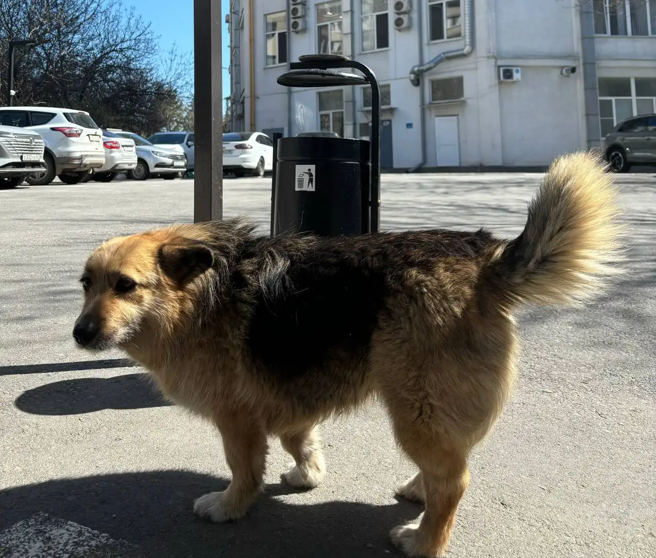 Пропала собака Шницель в Симферополе - Собаки (Животные) в Симферополь