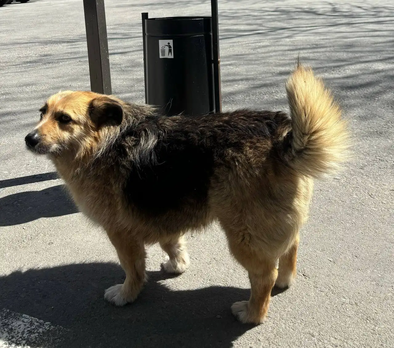 Пропала собака Шницель в Симферополе - Собаки (Животные) в Симферополь