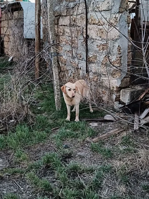 Потерялась собака, похожая на лабрадора, ищут хозяев, щенки пристраиваются - частное объявление в Симферополь