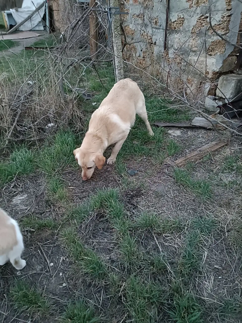Потерялась собака, похожая на лабрадора, ищут хозяев, щенки пристраиваются - Собаки (Животные) в Симферополь