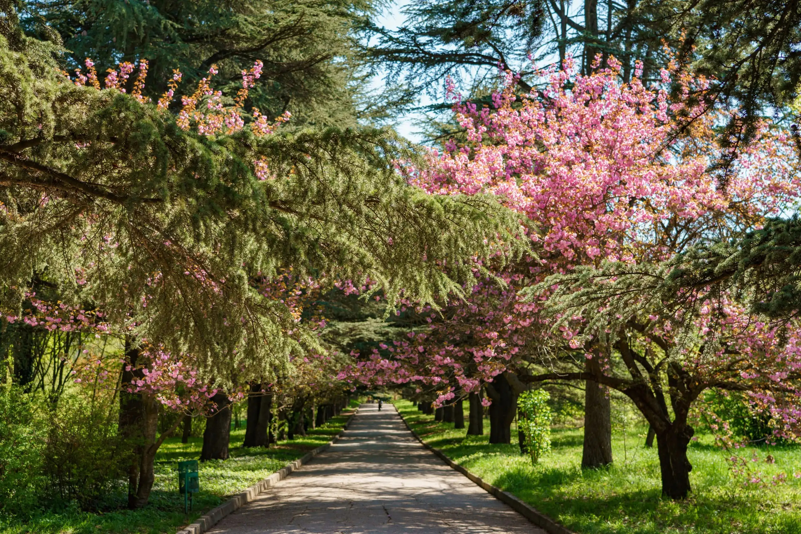 Бесплатная экскурсия «Цветочная феерия» в ботсаду Симферополя - Экскурсии (Хобби и отдых) в Симферополь