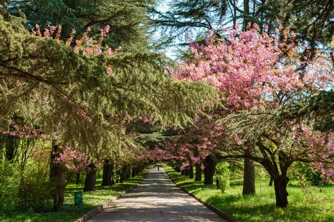 Бесплатная экскурсия «Цветочная феерия» в ботсаду Симферополя - частное объявление в Симферополь