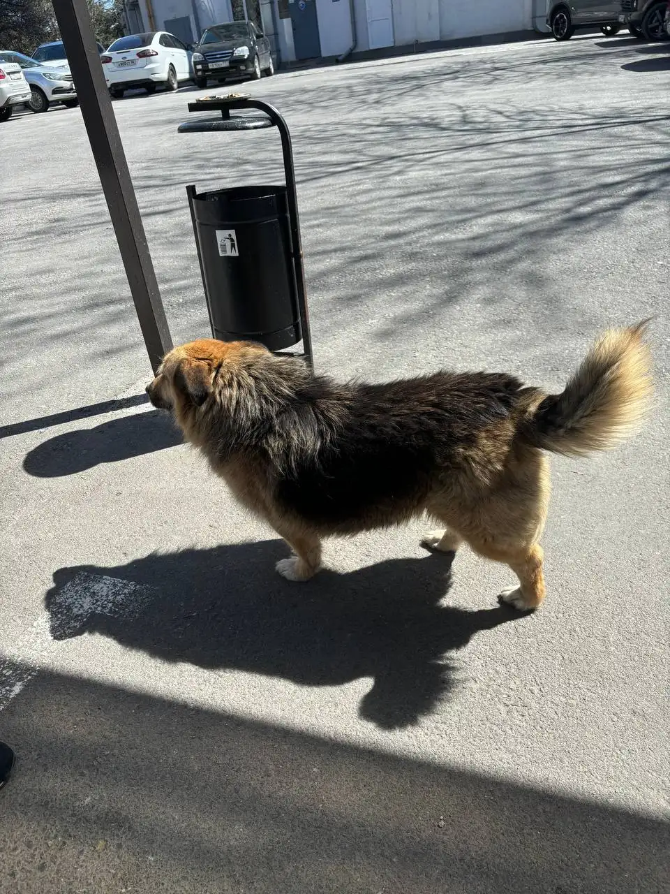 Пропала собака Шницель - Пропажа (Животные) в Симферополь
