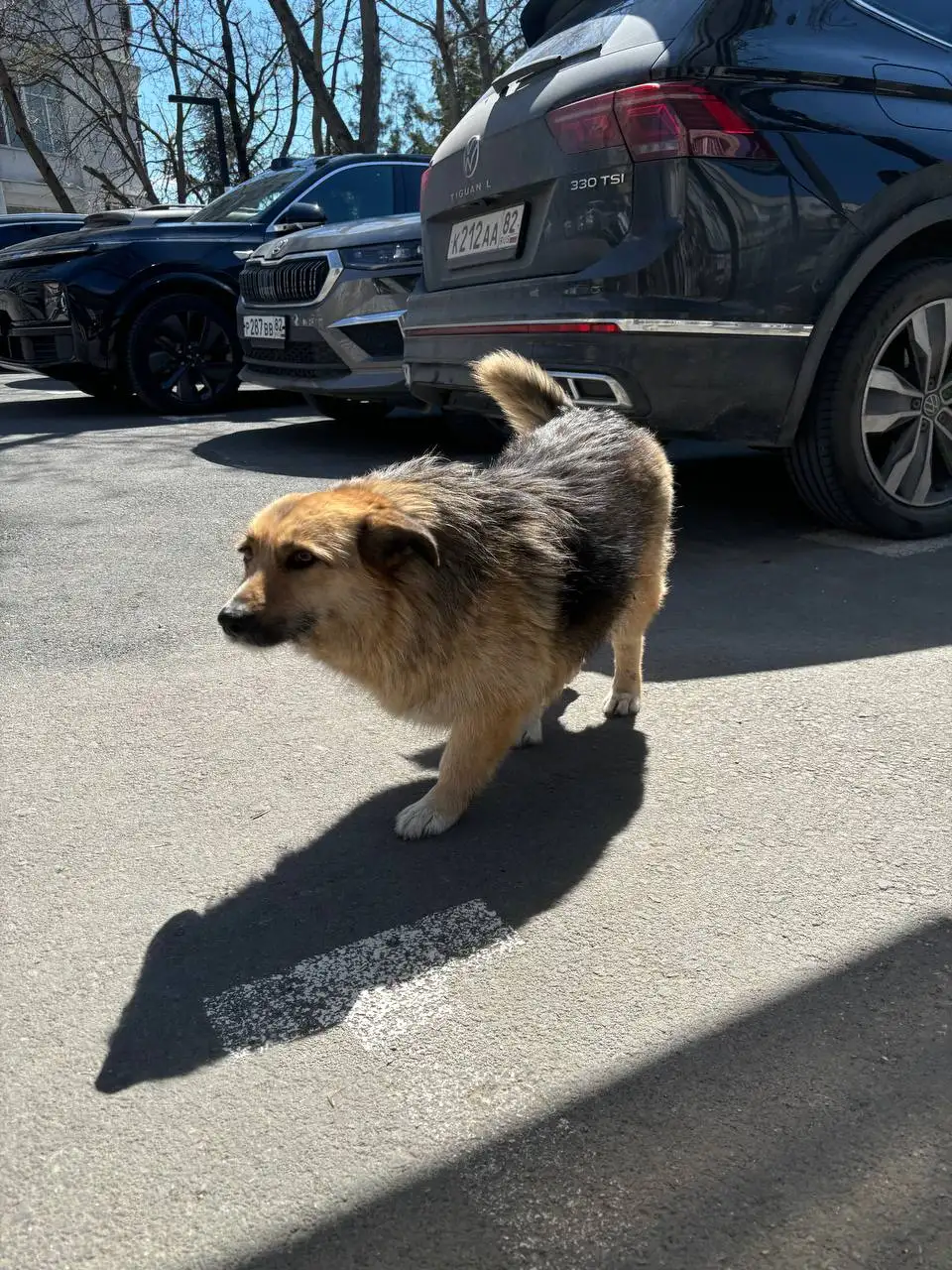 Пропала собака Шницель - Пропажа (Животные) в Симферополь