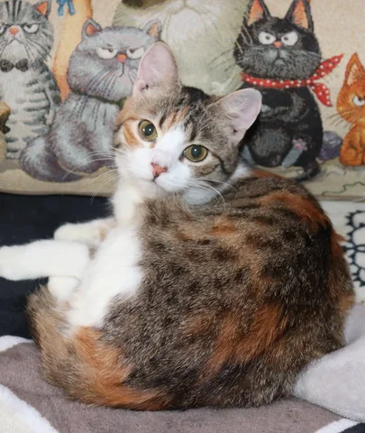 Бренда ищет дом - частное объявление в Симферополь