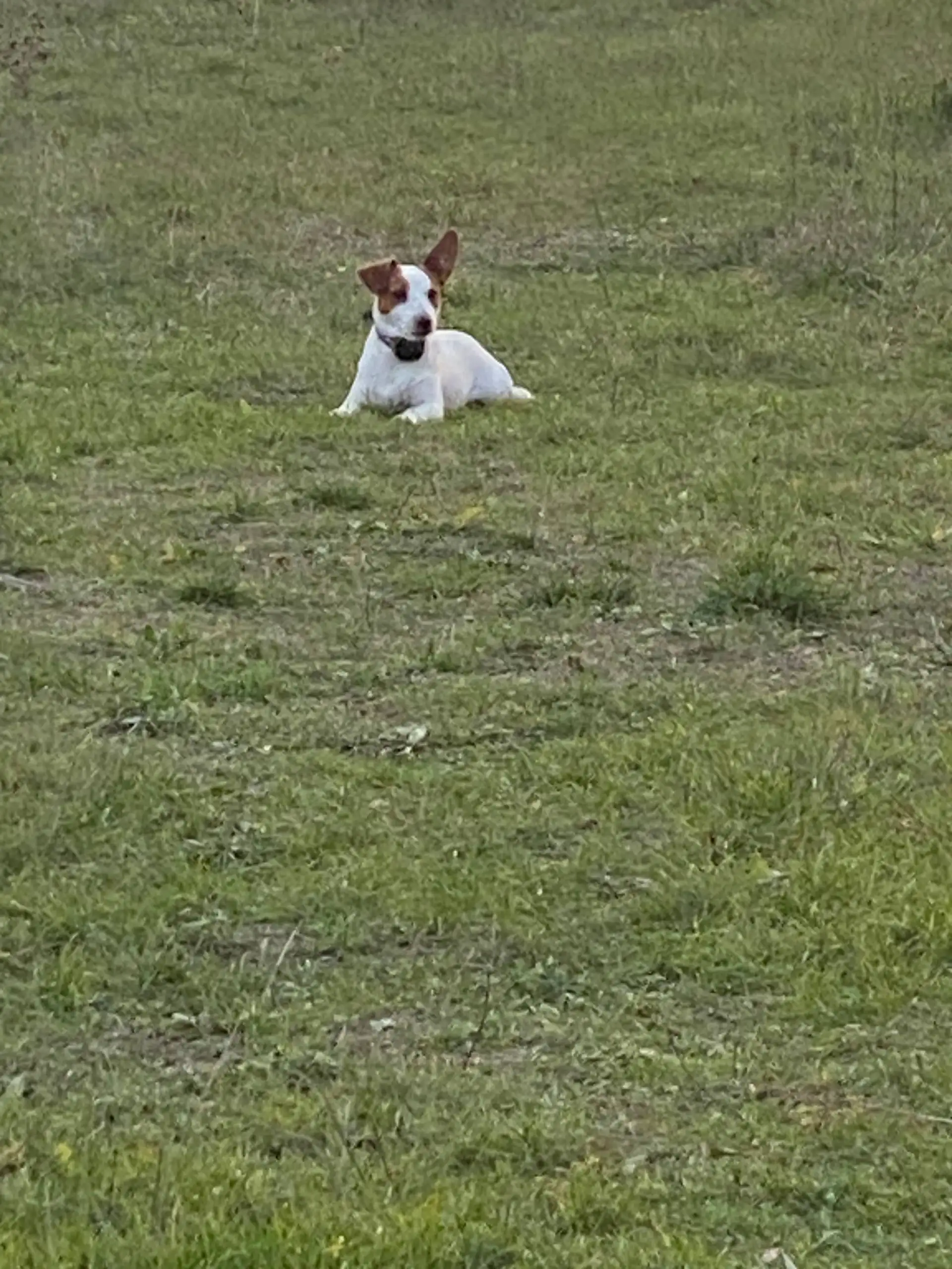 Пропала собака - Джек Рассел терьер, кличка Семен - Потеряшки (Животные) в Симферополь