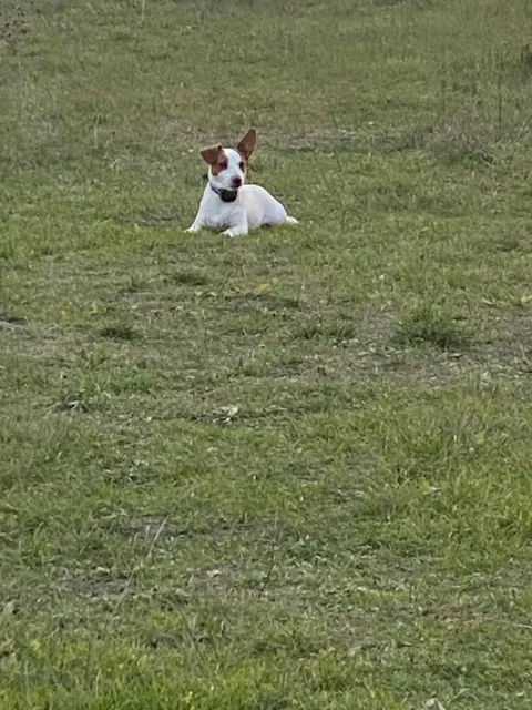 Пропала собака - Джек Рассел терьер, кличка Семен - частное объявление в Симферополь
