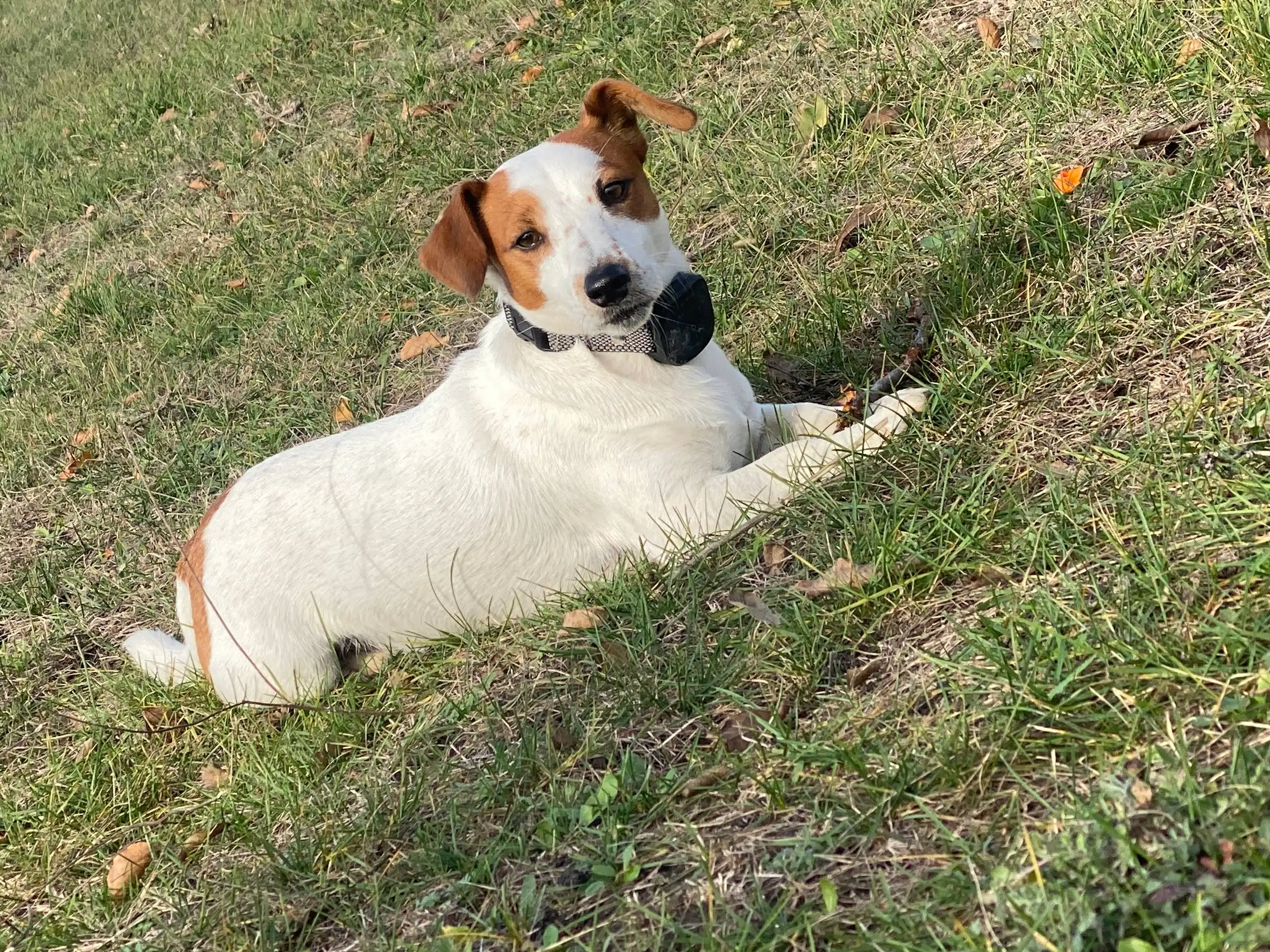 Пропала собака - Джек Рассел терьер, кличка Семен - Потеряшки (Животные) в Симферополь