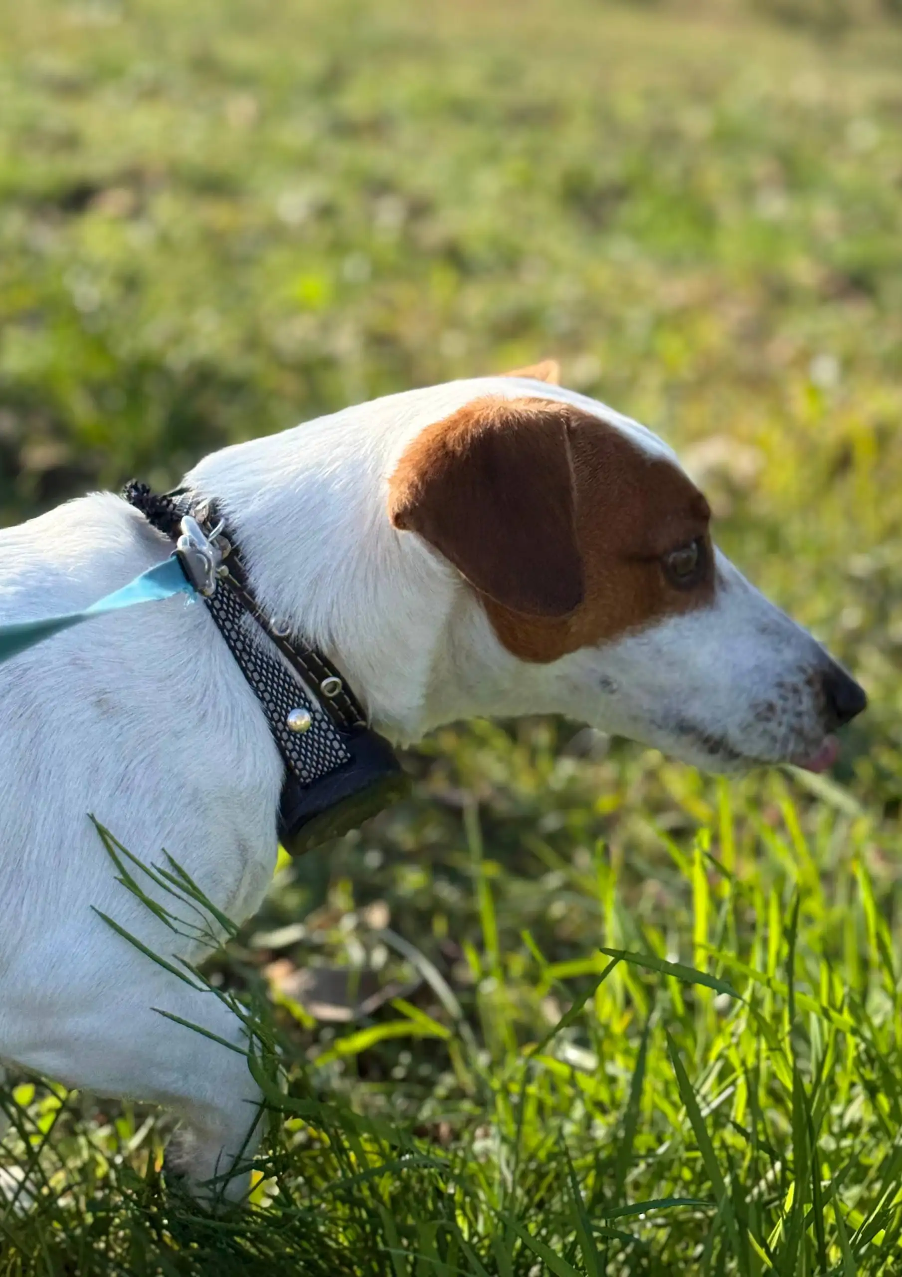 Пропала собака - Джек Рассел терьер, кличка Семен - Потеряшки (Животные) в Симферополь