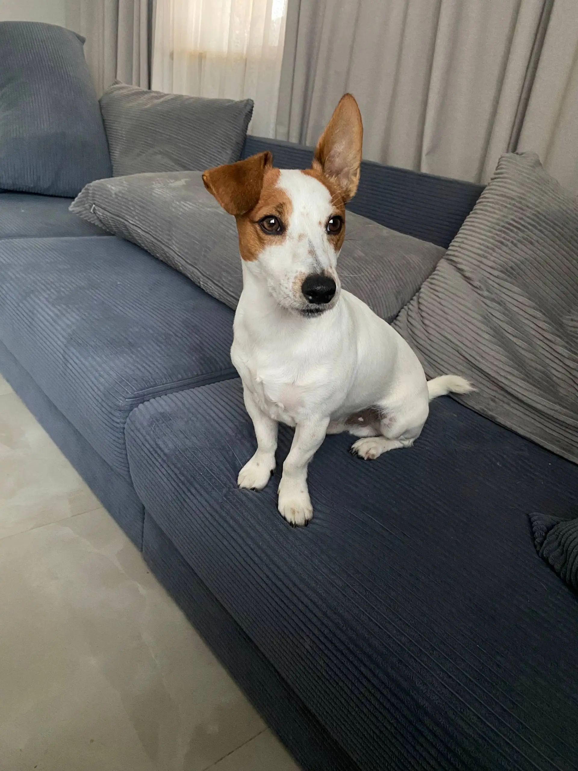 Пропала собака - Джек Рассел терьер, кличка Семен - Потеряшки (Животные) в Симферополь