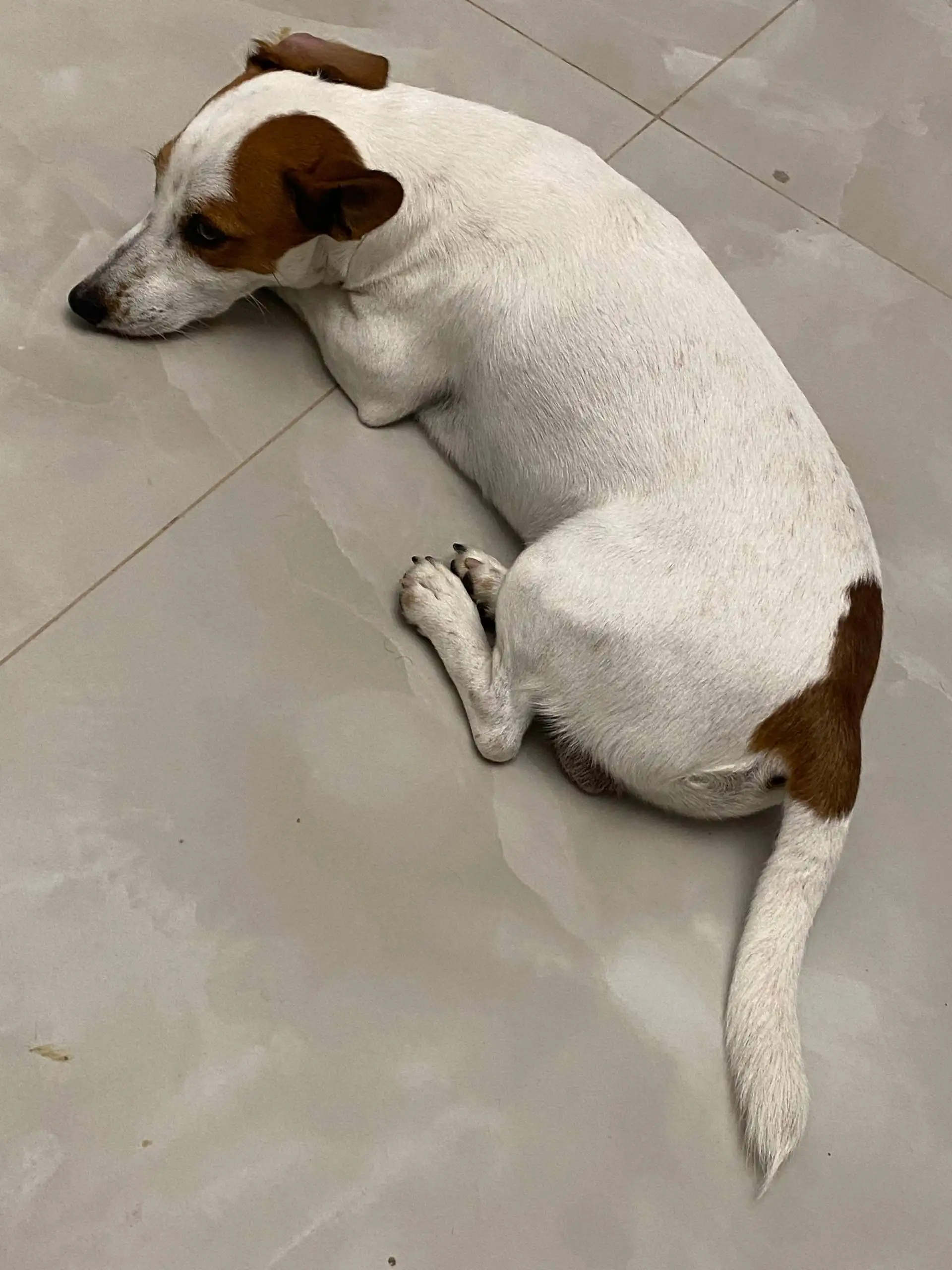 Пропала собака - Джек Рассел терьер, кличка Семен - Потеряшки (Животные) в Симферополь