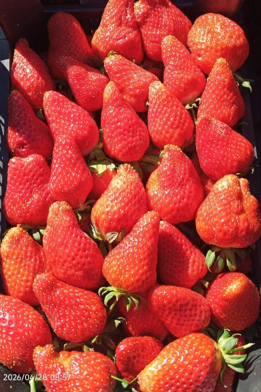 Продам клубнику и картофель - Продукты в Симферополь