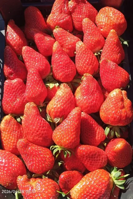 Продам клубнику и картофель - Продукты в Симферополь